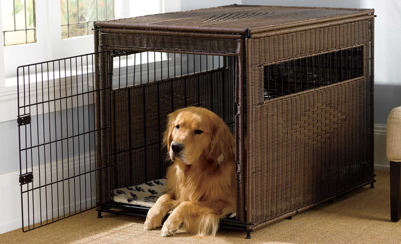 how-to-choose-a-dog-crate
